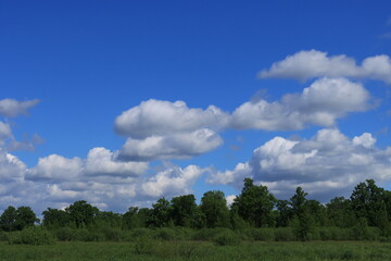 White clouds in the blue sky above the treetops