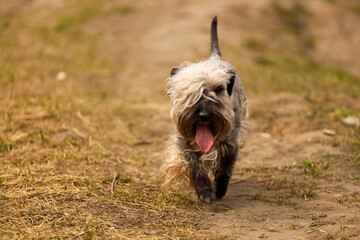 Czech Terrier dog