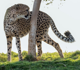 Cheeta or Tiger Walking in Junge
