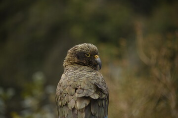 The infamous Kea of South Island New Zealand. The only alpine parrot in the world.