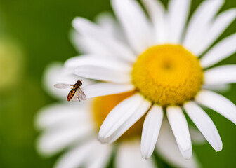 Obraz premium bee on daisy