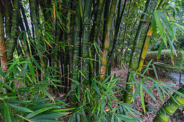 Bamboo plants with romantic love messages in Sydney, Australia