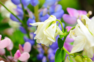 Violet and pink lupines flowering in the garden