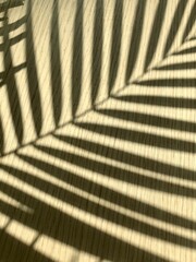 abstract background with stripes shadow palm leaf