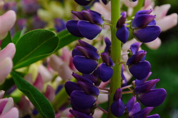 Violet and pink lupines flowering in the garden