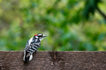 Downy Woodpecker