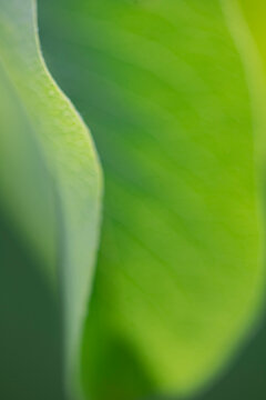 Pear leaf, intentionally unfocused to show shape and color.