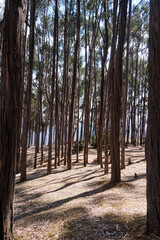 Qenqo Eucalyptus Forest. Cusco, Peru