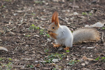 Naklejka na ściany i meble a small grey squirrel with red ears