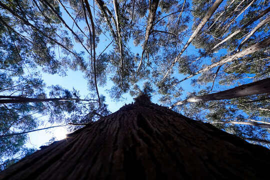 Qenqo Eucalyptus Forest. Cusco, Peru