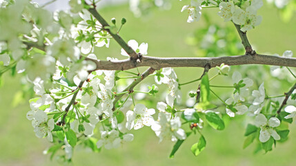 flowering branch of apple tree on garden defocused background