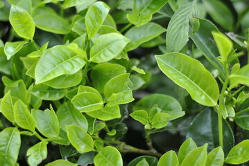 Tea Garden Sidamanik. Pemantang Siantar. Indonesia