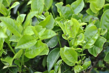 Tea Garden Sidamanik. Pemantang Siantar. Indonesia