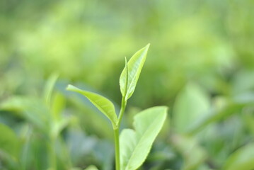 Fototapeta na wymiar Green tea buds and fresh leaves. Tea plantations in Sidamanik. Pemantang Siantar. Indonesia