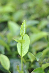 Green tea buds and fresh leaves. Tea plantations in Sidamanik. Pemantang Siantar. Indonesia