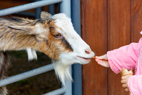 A child's hand feeds a small bearded goat kid.