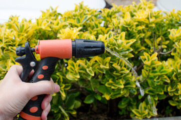 garden hose with water and green and yellow plants in the background