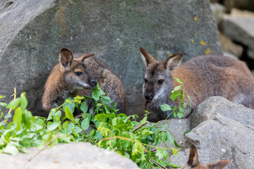Naklejka premium Red-necked Wallaby, australian kangaroo
