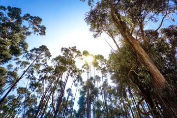 Qenqo Eucalyptus Forest. Cusco, Peru