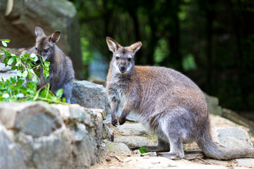 Red-necked Wallaby, australian kangaroo