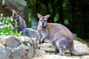 Naklejka premium Red-necked Wallaby, australian kangaroo