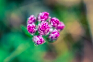 close up of violet flower