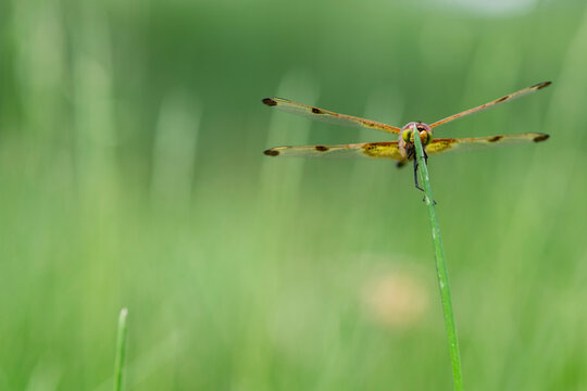 A calico pennant dragonfly perches on the tip of a grass stalk, displaying its colorful netted wings and compound eyes. This creature is likely a juvenile male and was part of a feeding swarm. 