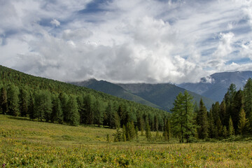 Fototapeta premium Coniferous forest on the background of the Altai mountains. Summer cloudy day.