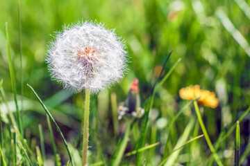 dandelion on a beautiful green background