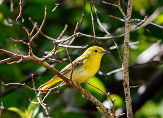 Obraz premium A Beautiful Yellow Warbler Perched in a Tree on a Spring Morning in Colorado
