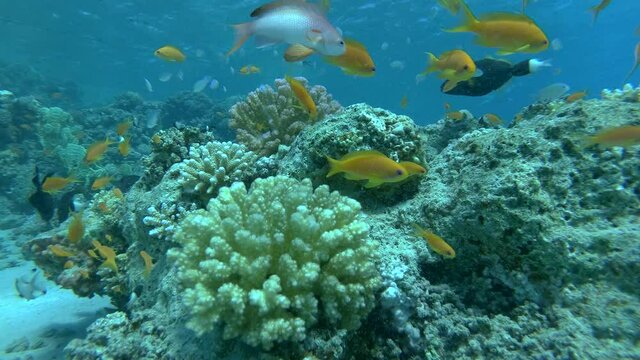 Underwater Sea Tropical Life. Tropical underwater sea fishes. Underwater fish on the marine coral reef. Tropical colorful underwater seascape. Reef coral scene. Coral garden seascape.  