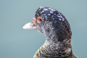 close up of a duck
