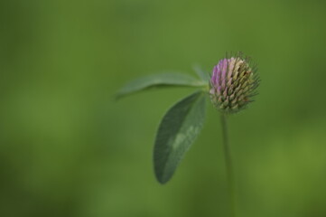 Medicinal plant - wild red clover flower growing in a field (Trifolium pratense)