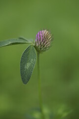 Medicinal plant - wild red clover flower growing in a field (Trifolium pratense)