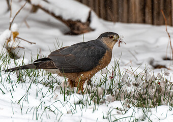 A Cooper's Hawk Eating its Freshly Caught Meal