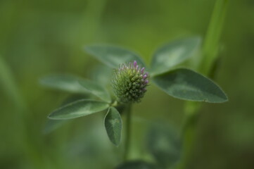 Medicinal plant - wild red clover flower growing in a field (Trifolium pratense)