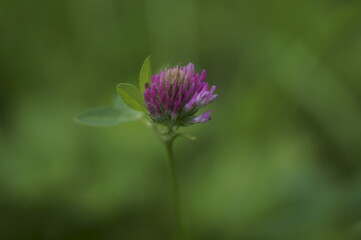 Medicinal plant - wild red clover flower growing in a field (Trifolium pratense)
