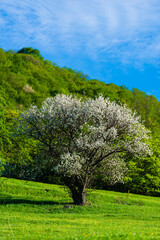 Beautiful rural landscape with blossomed trees, Armenia