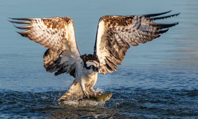 An Osprey with Fish on a Colorado Lake