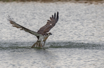 An Osprey with Fish on a Colorado Lake