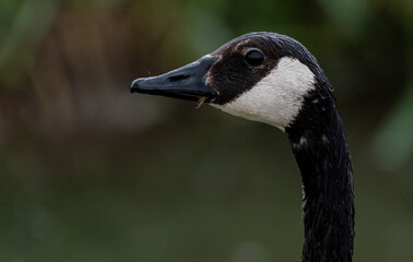 Canada Goose Profile