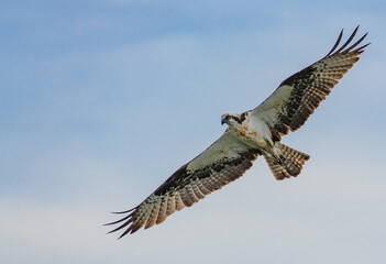 An Osprey in Flight 