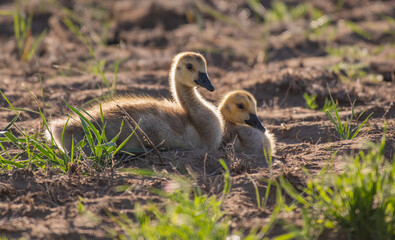 An Adorable Canada Goose Gosling on a Summer Morning