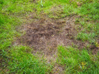 Burnt grass after moss attack during winter, fresh green grass recovering on lawn