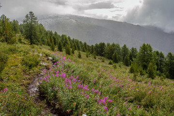 Coniferous forest on the background of the Altai mountains. Summer cloudy day. Blooming valley.