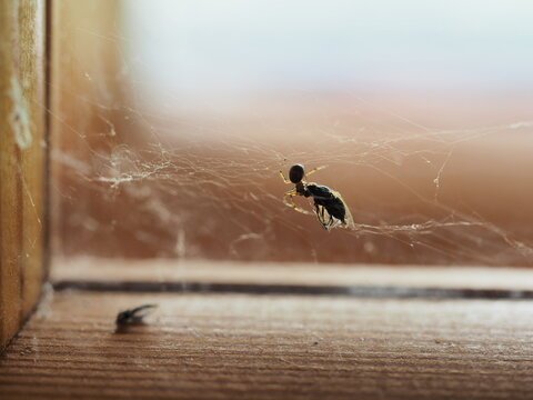 spider feeding on housefly
