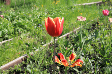 Red tulip grows in a flower bed in the garden