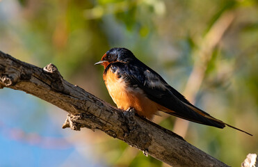 A Barn Swallow on a Summer Morning
