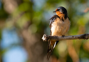 A Barn Swallow on a Summer Morning