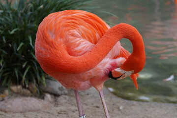 flamingo close ups